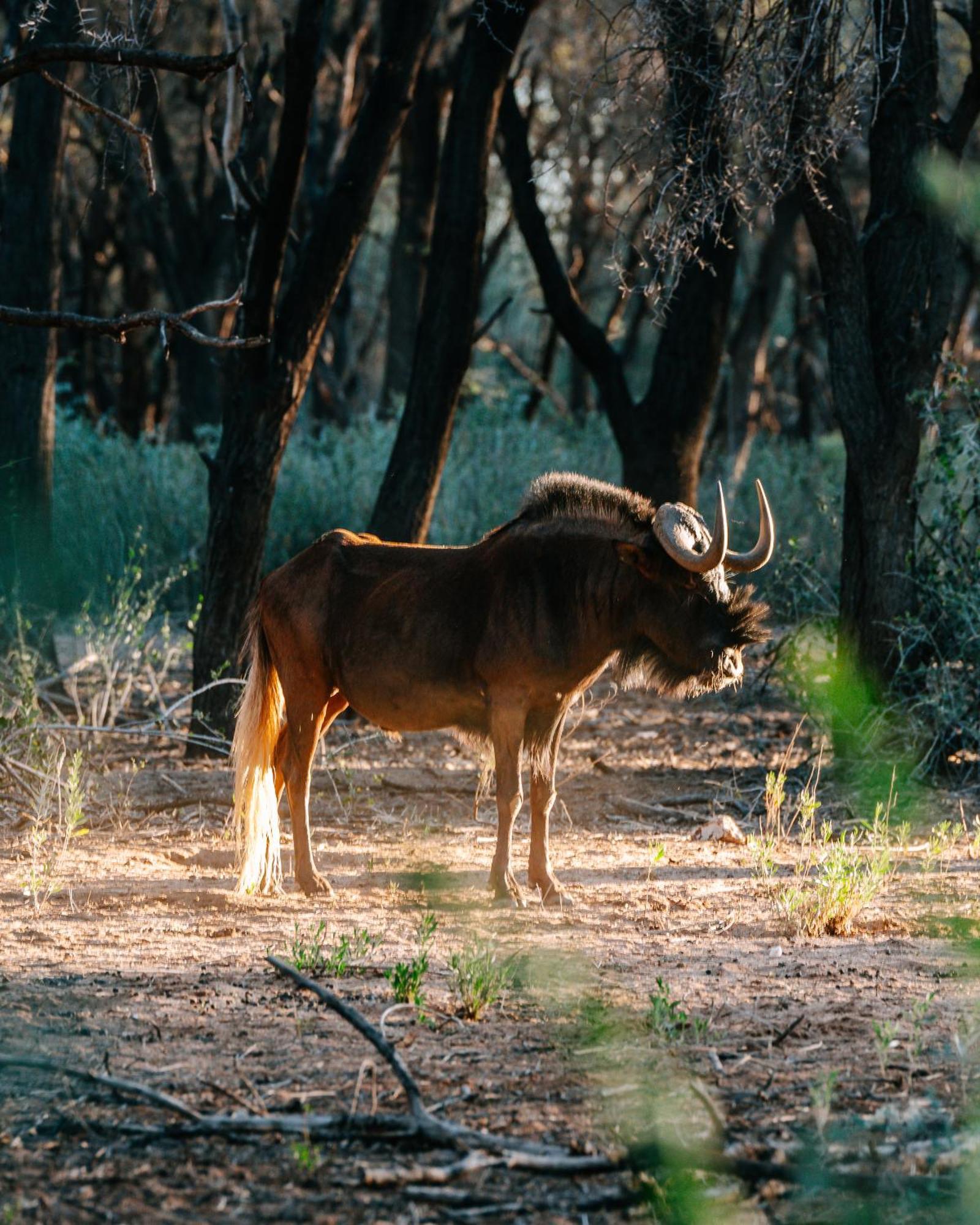 Omaruru Game Lodge ภายนอก รูปภาพ